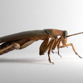 Cockroach rigged and animated for Cinema 4d